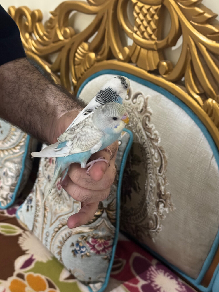 زوج بادجي اليف - 5