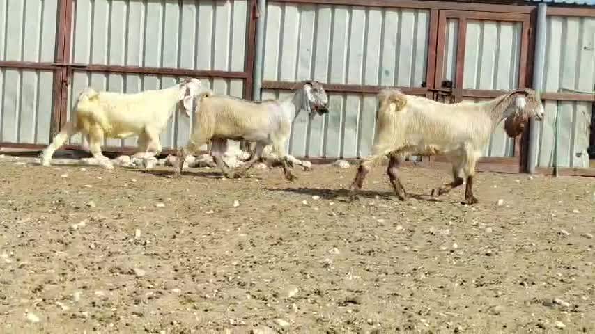 معزه عوارض بيض دفيع شرط سونار - 4