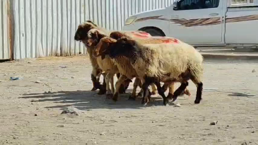 للبيع شوهات سوريه دفيع محدره واصل - 1