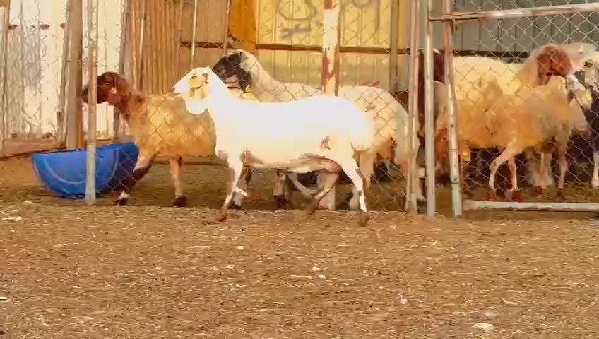 شاه بربريه نمريه فاخره - 1