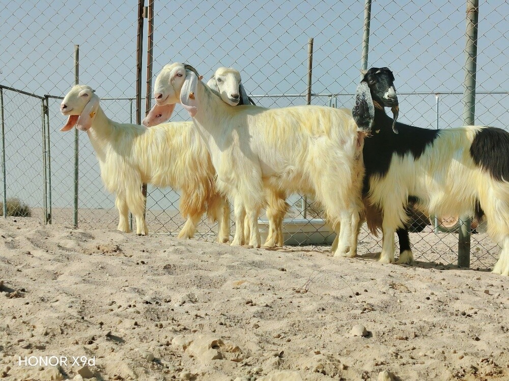 للبيع معزه عوارض طيبه دفيع - 2