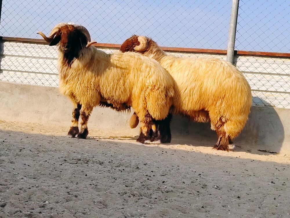 للبيع فحول سوريه صنننف - 1