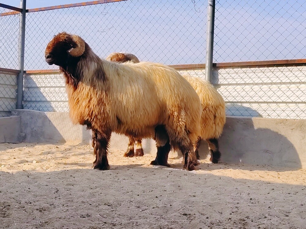 للبيع فحول سوريه صنننف - 3