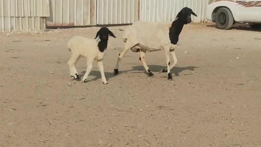 للبيع شاء بربري وليد تحتها رخله - 4