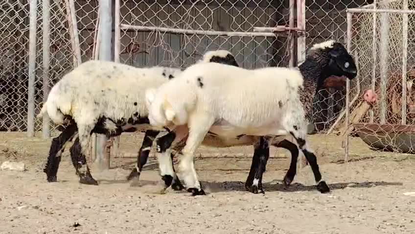 للبيع شويهات سوريه طيبه - 3