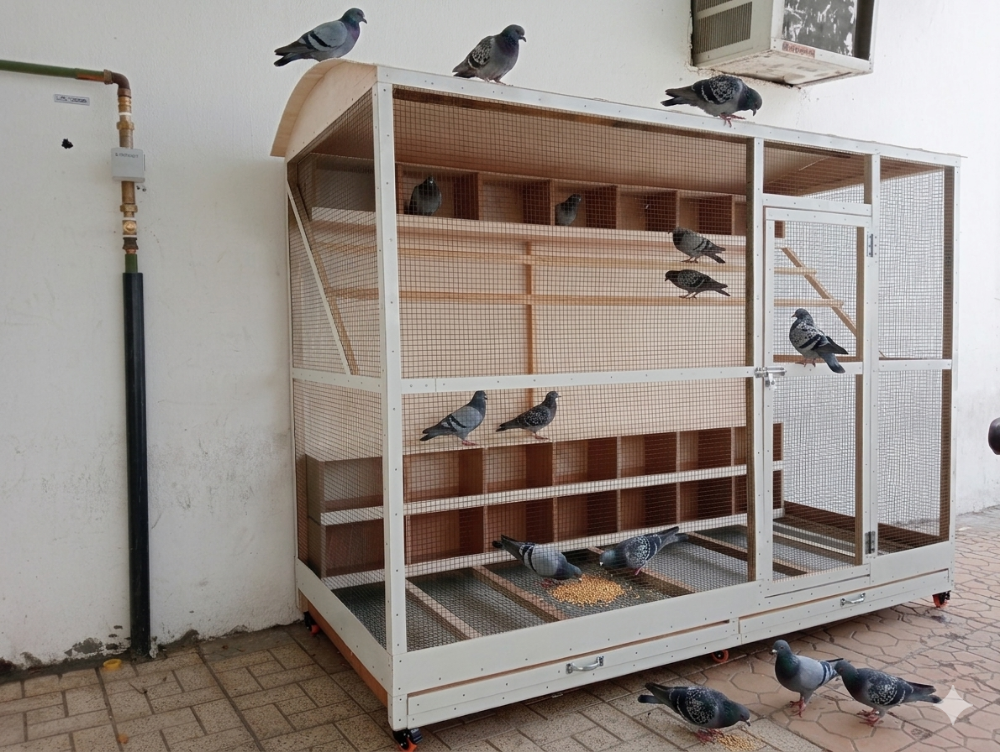 All furniture sale chicken house - 25