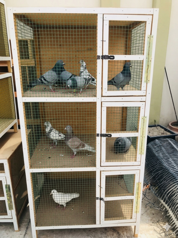 All furniture sale chicken house - 9