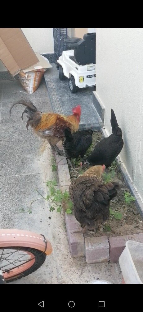desi chiken for sale in qatar. cont - 2