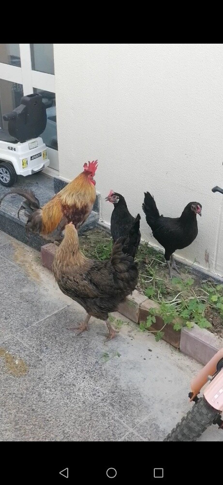 desi chiken for sale in qatar. cont - 3