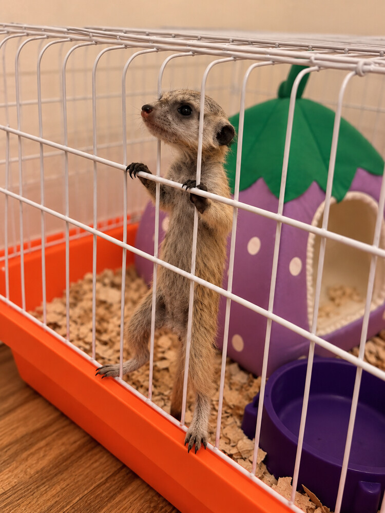 Meerkat Rare & Exotic Pet - 2