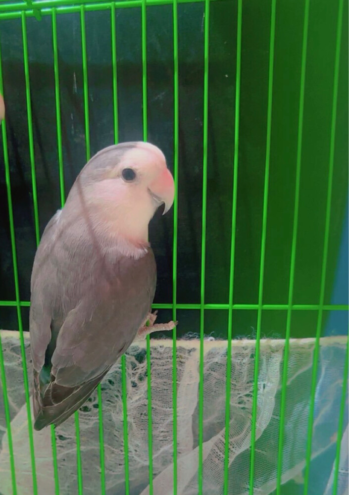 love bird  - 1