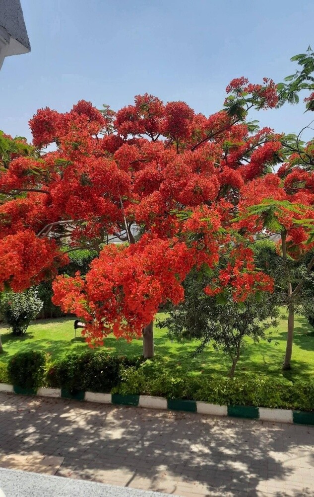 زراعه الورود والاشجار المثمره - 3