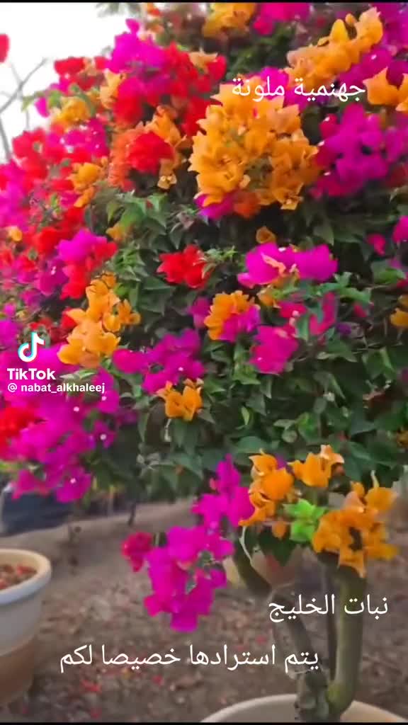زراعه الورود والاشجار المثمره - 1