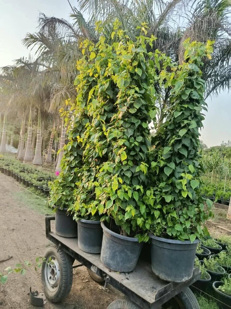 زراعه الورود والاشجار المثمره - 2