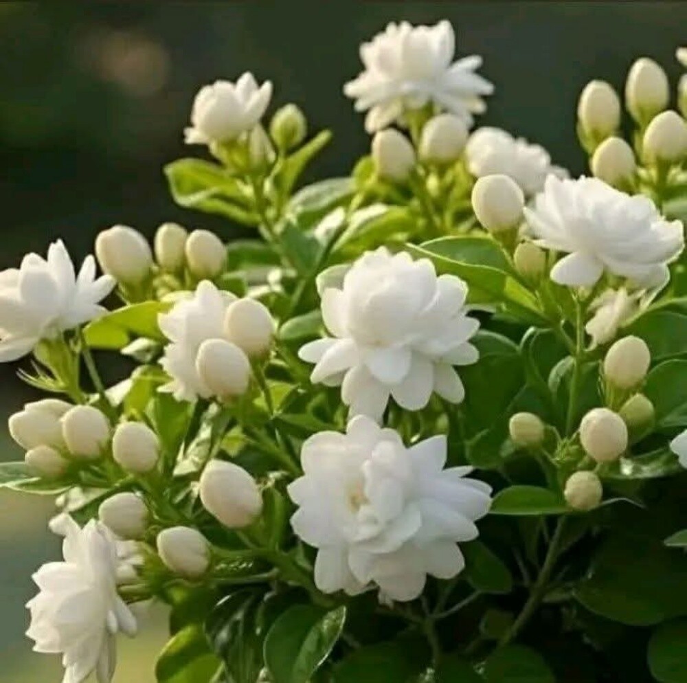 زراعه الورود والاشجار المثمره - 4