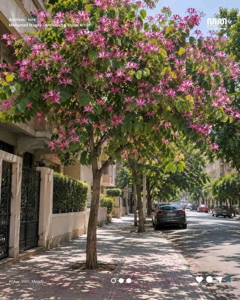 مزارع زراعة وصيانه وترتيب الحدائق - 5