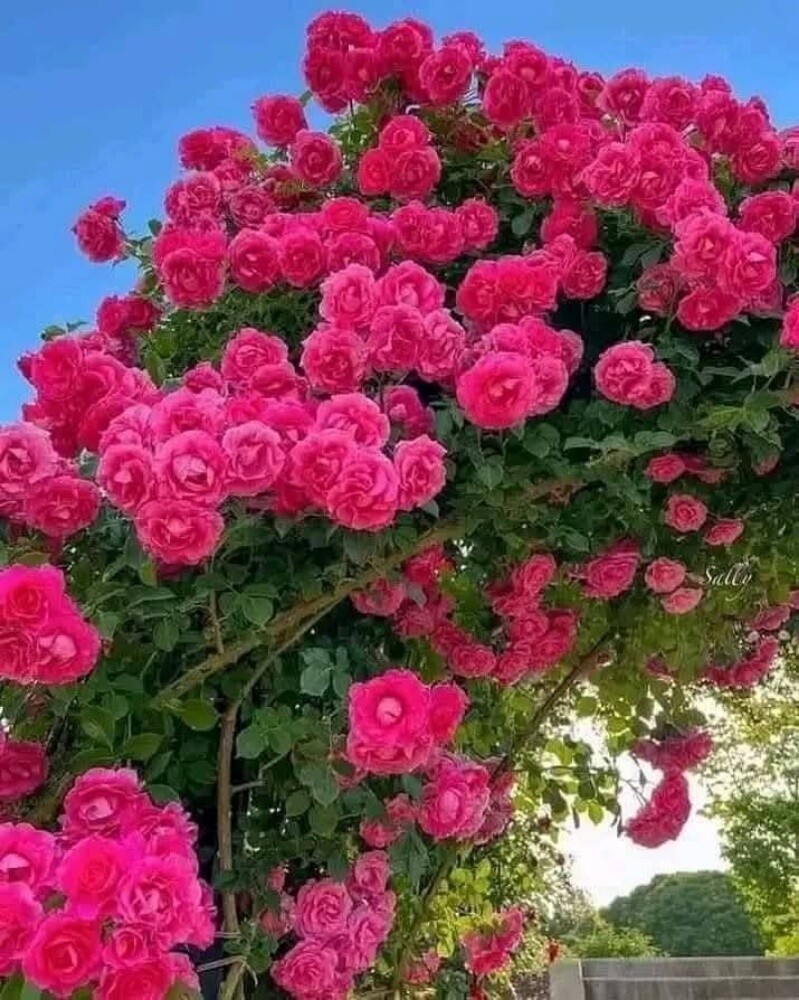 زراعه الورود والاشجار المثمره - 4