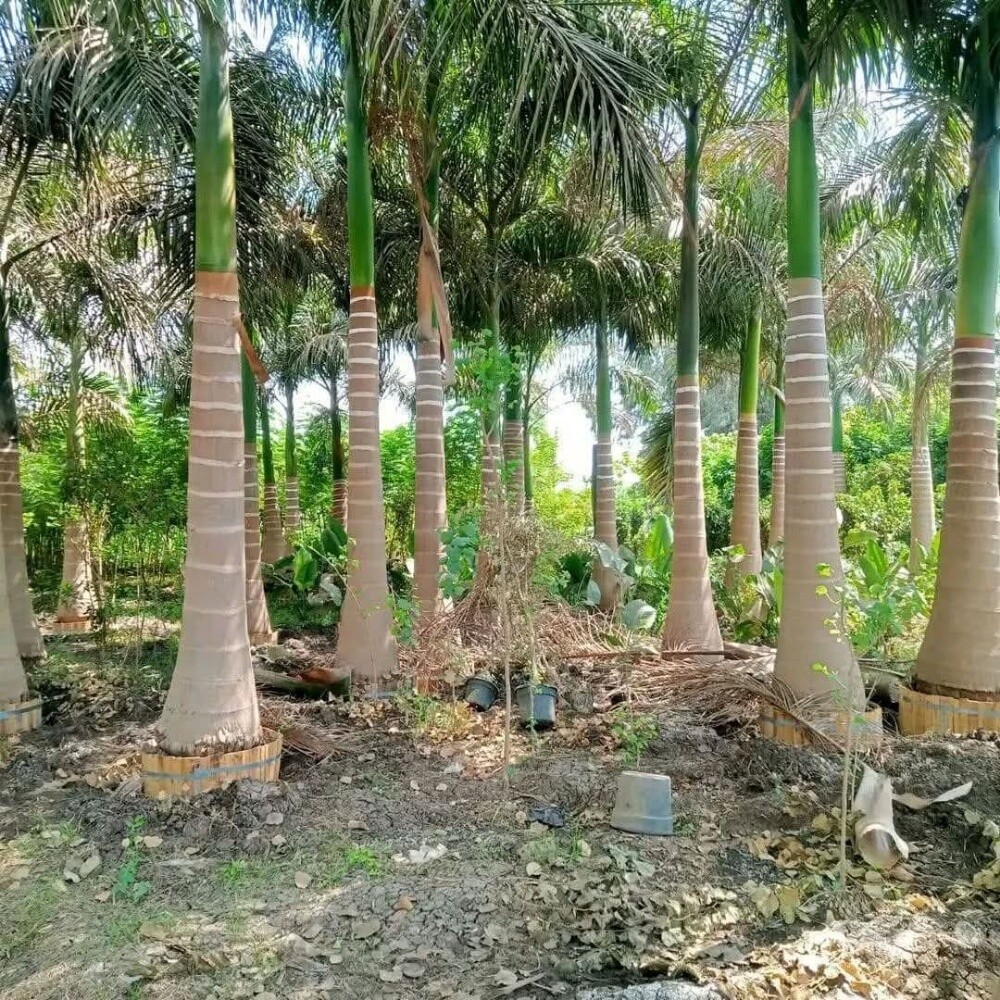 عقود شهريه للحدائق - 2