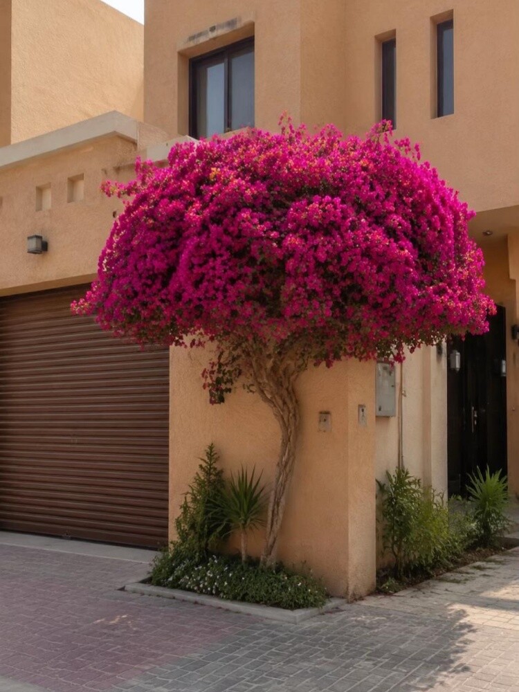 مقطع اشجار - 1