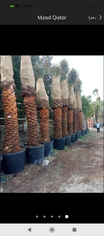 نخيل خدمات - 1