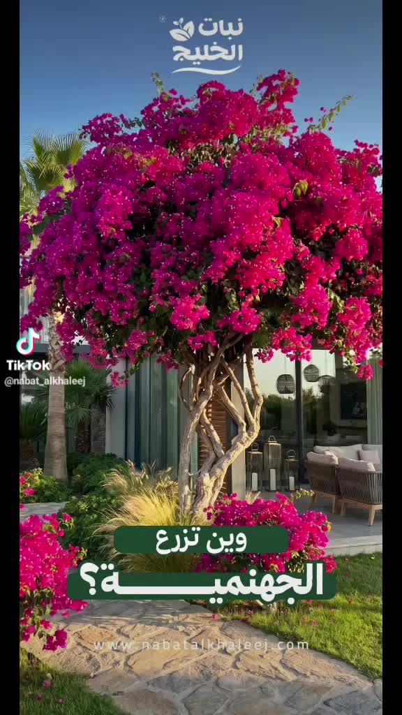 مزارع صيانه شهريه للحدائق - 1