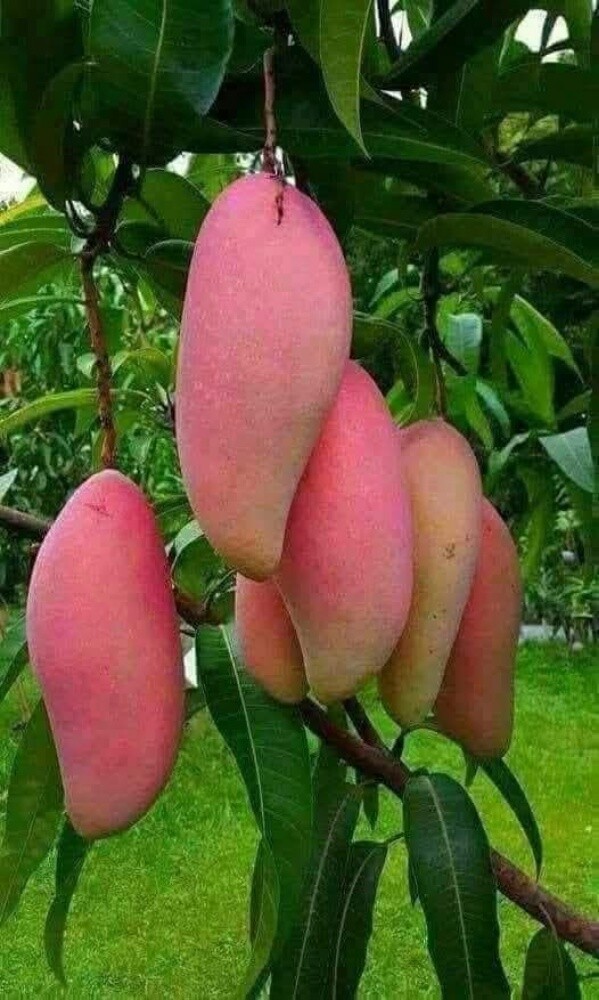 مزارع زراعه الورود والاشجار المثم - 2