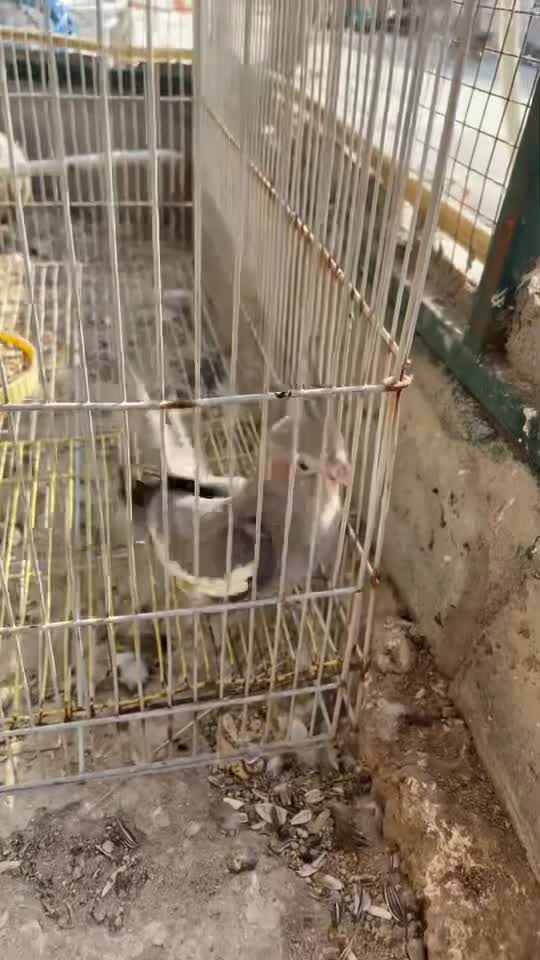 للبيع انثي كوكتيل  - 3