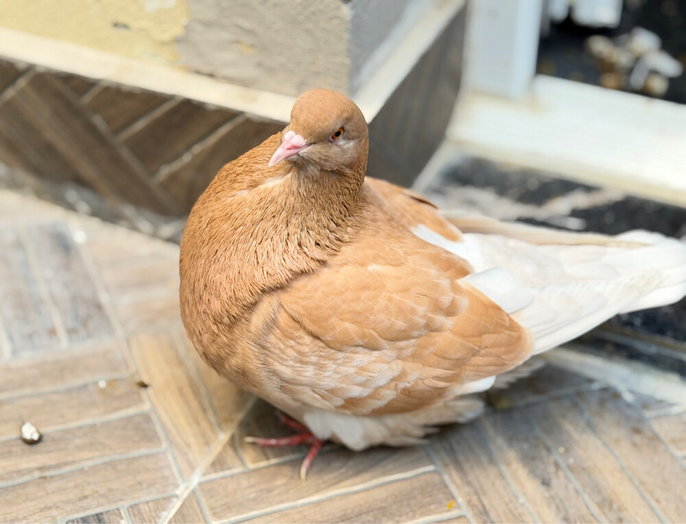 للبيع حمام مندين و مدينه  - 1