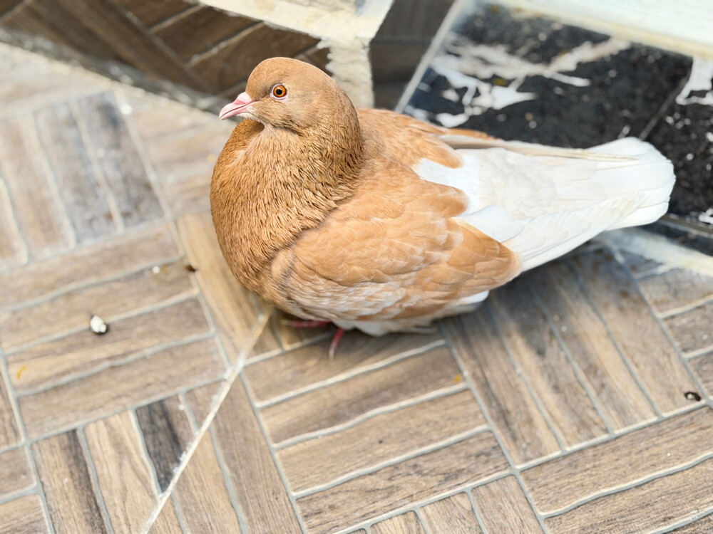 للبيع حمام مندين و مدينه  - 3