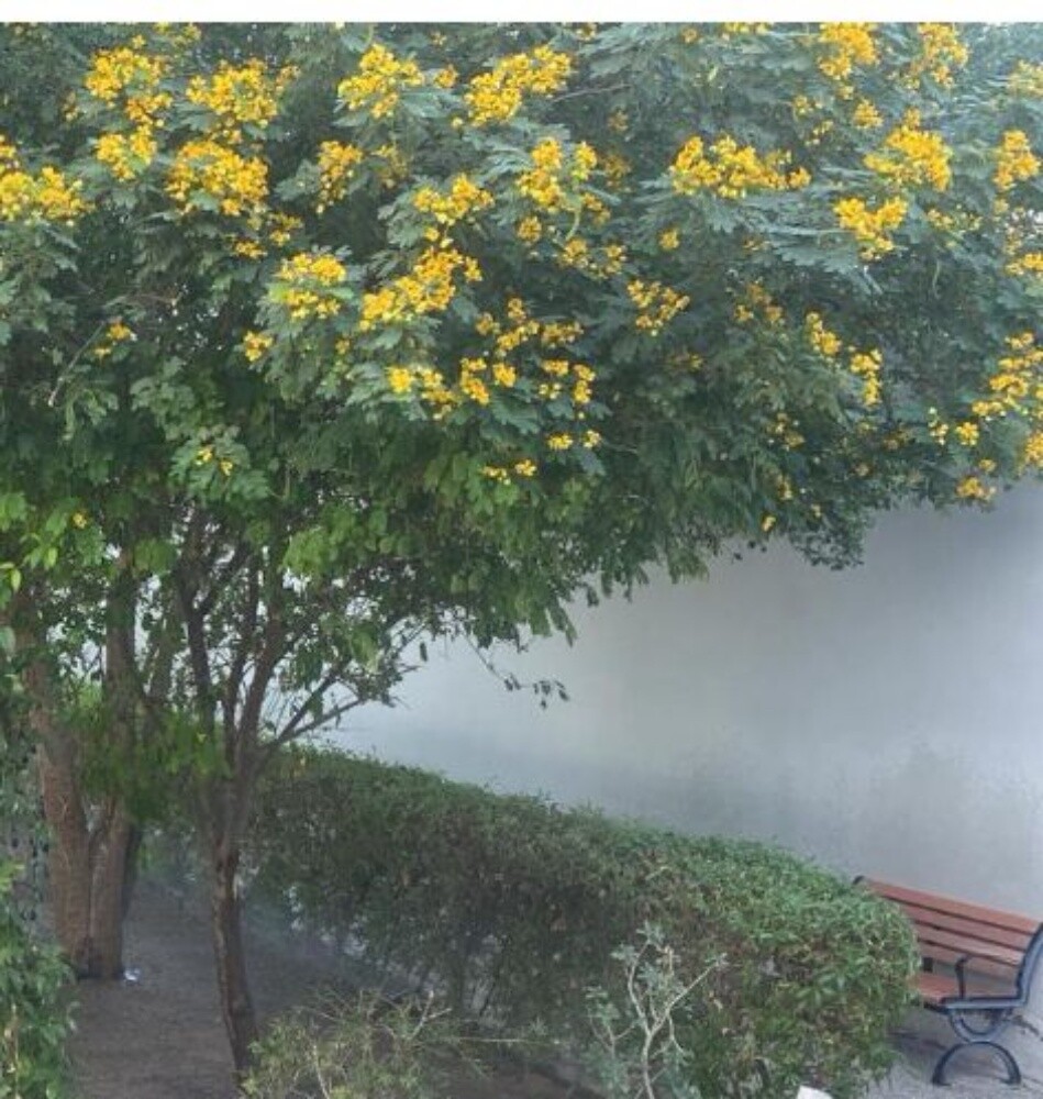 منسق أجمل الحدائق - 4
