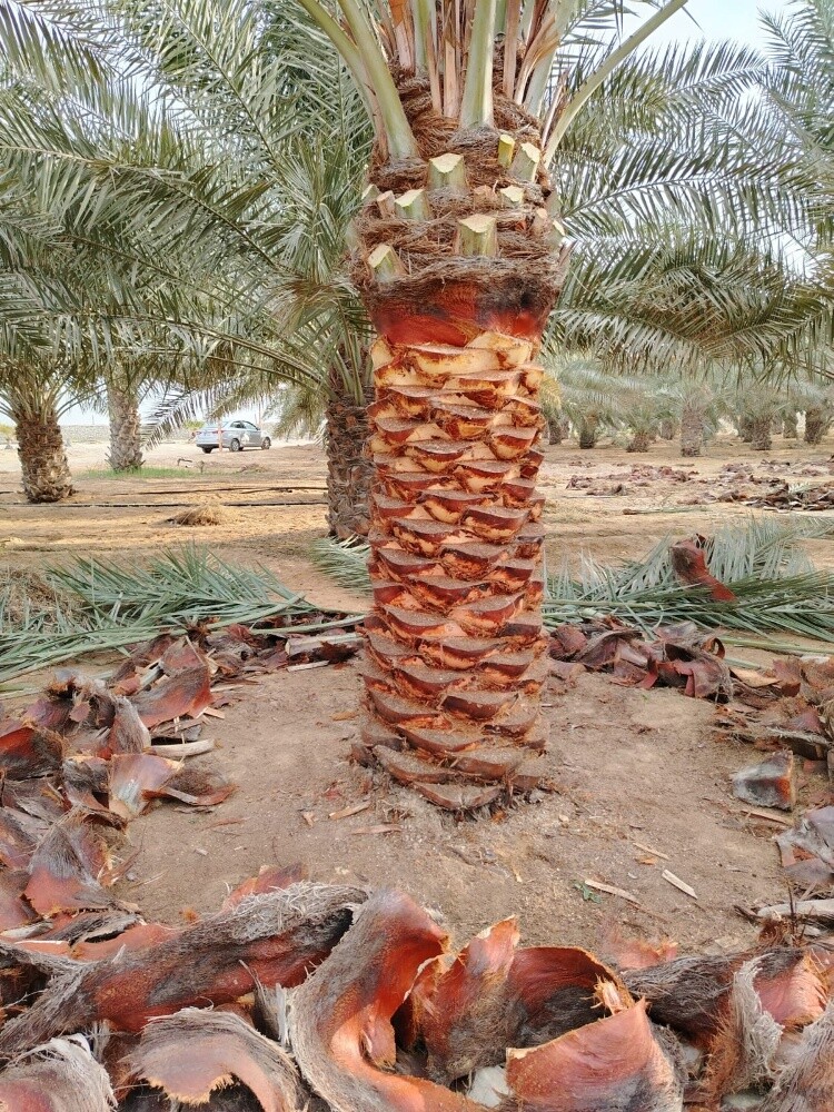 منسق أجمل الحدائق - 8
