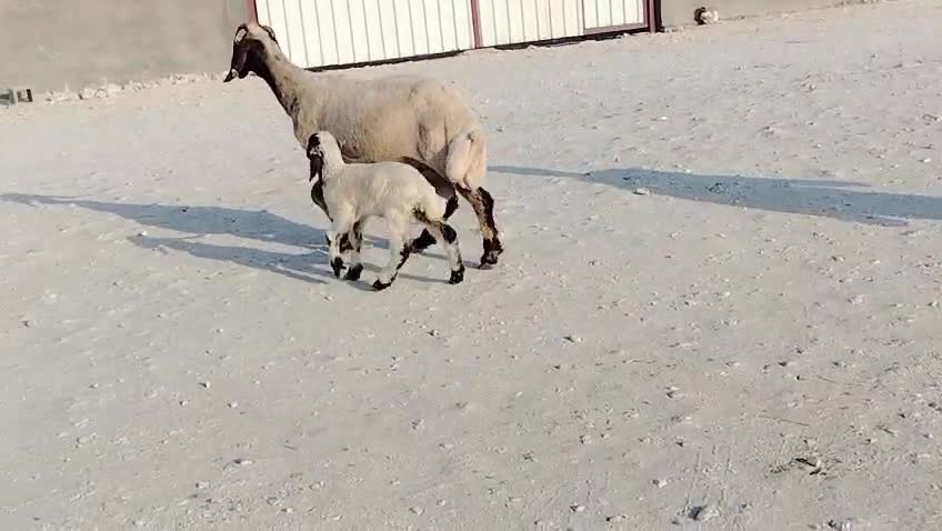 للبيع شاه سوريه وليد طيبه - 1