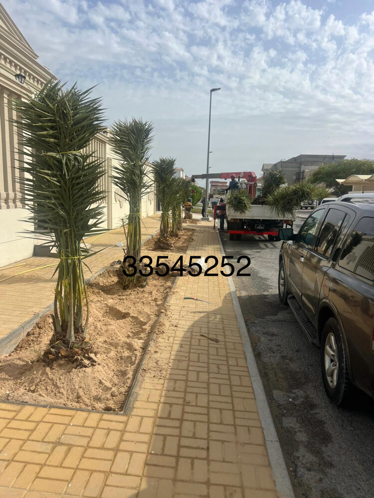 نخل للبيع زينه ومثمر - 21