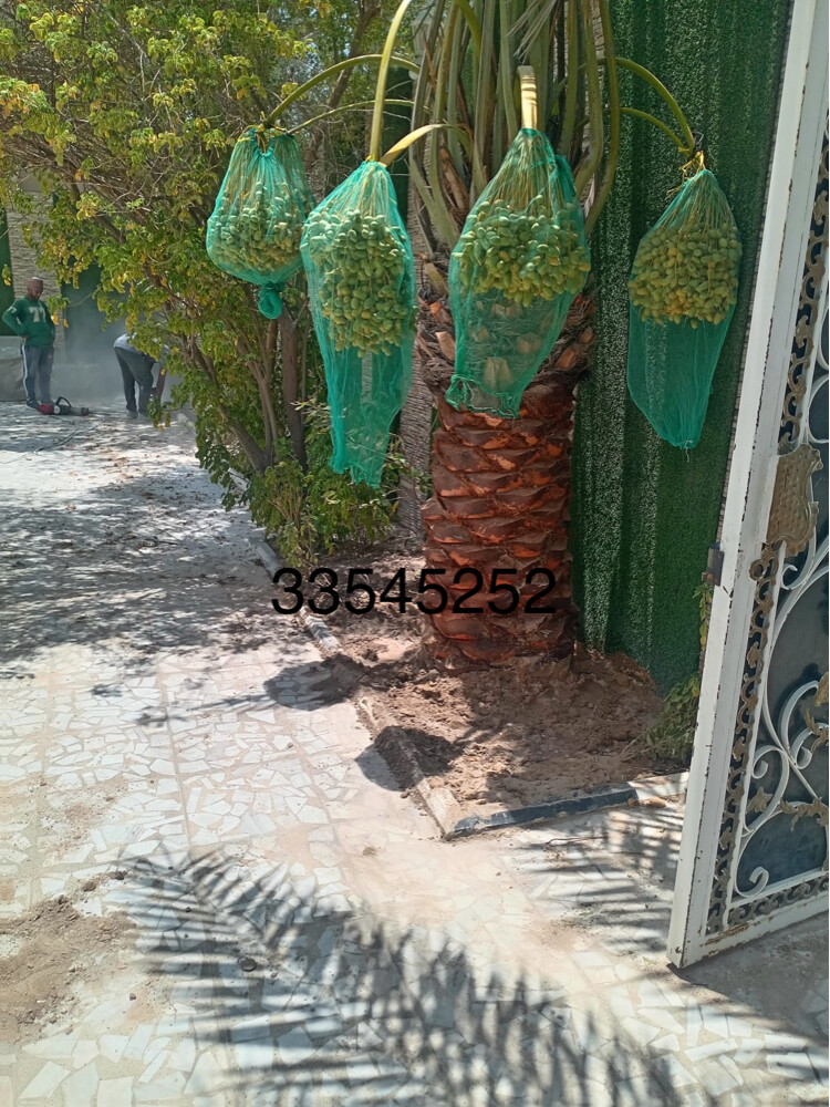 نخل للبيع زينه ومثمر - 9