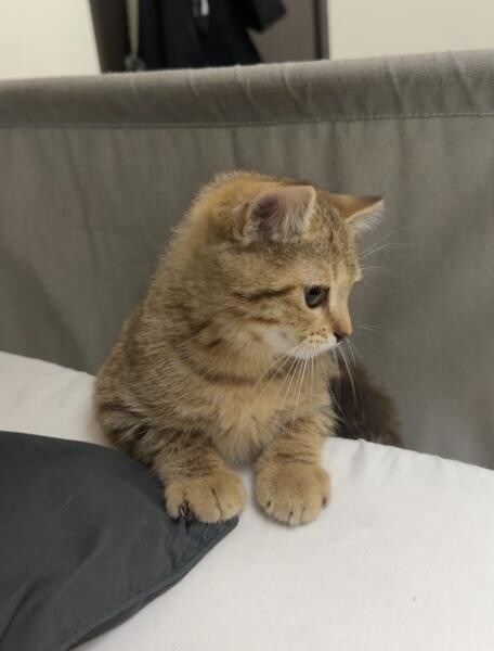 Cat - 2