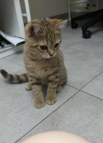 Cat - 3