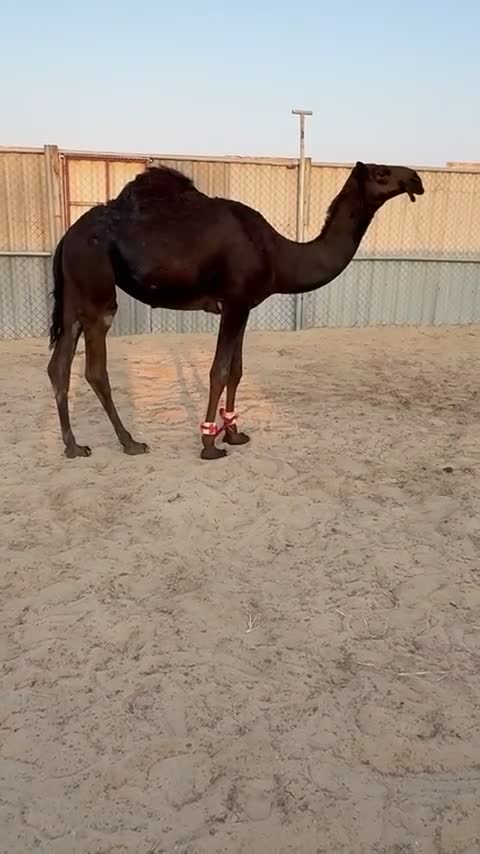 مفروده فرديه - 1