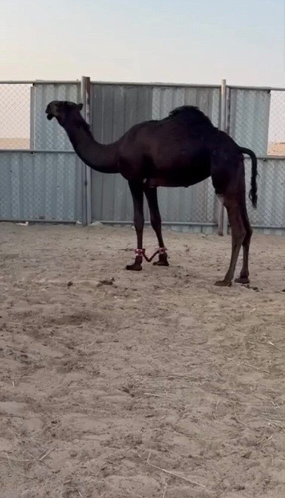 مفروده فرديه - 2