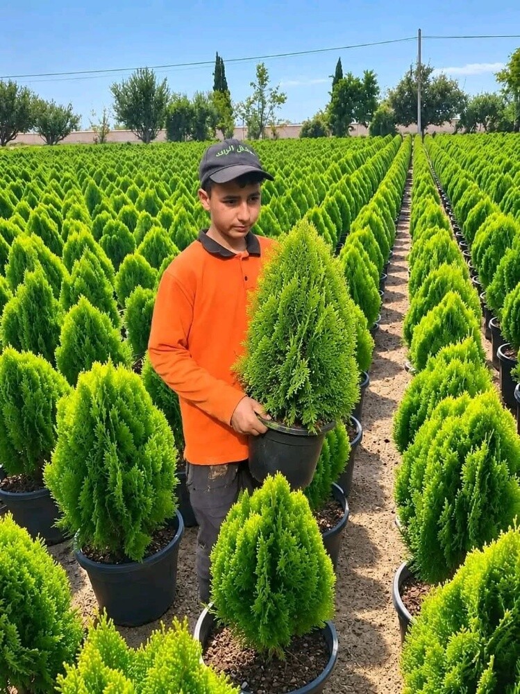 مزارع توريد وزراعة الاشجار والنخي - 1