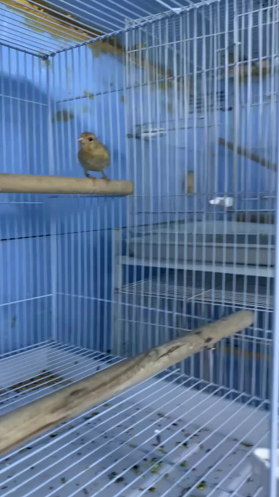 كناري سوري  - 1