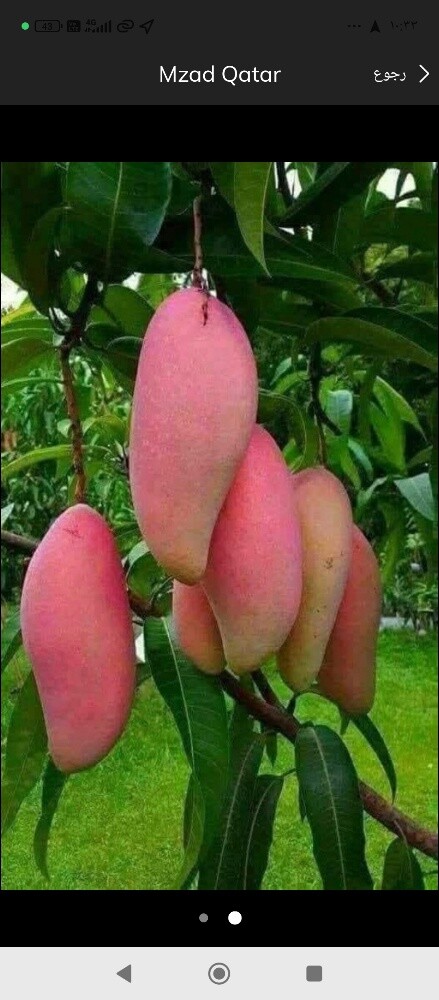 افضل الجهنميه - 5