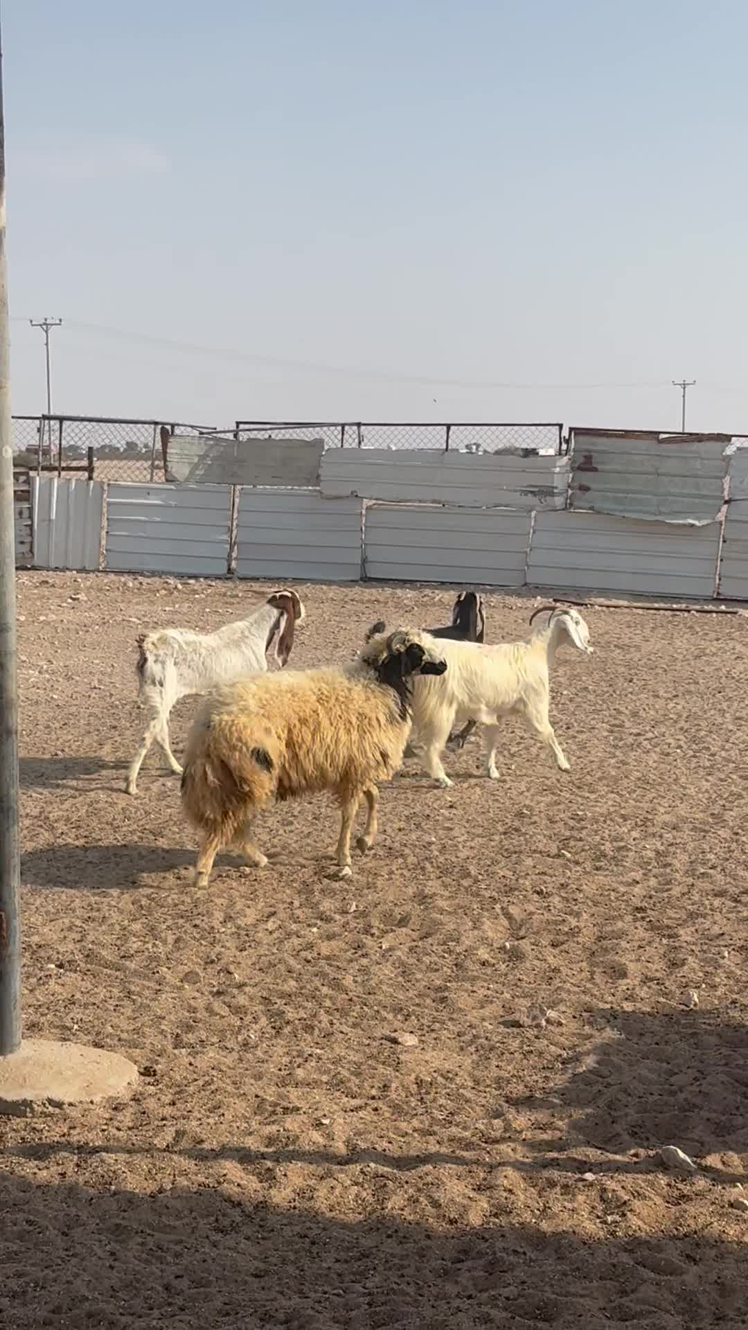 خروف ذبيحه جذع - 2