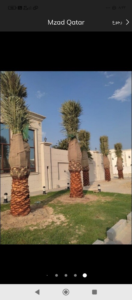 تنظيف النخيل ونقل النخيل - 1