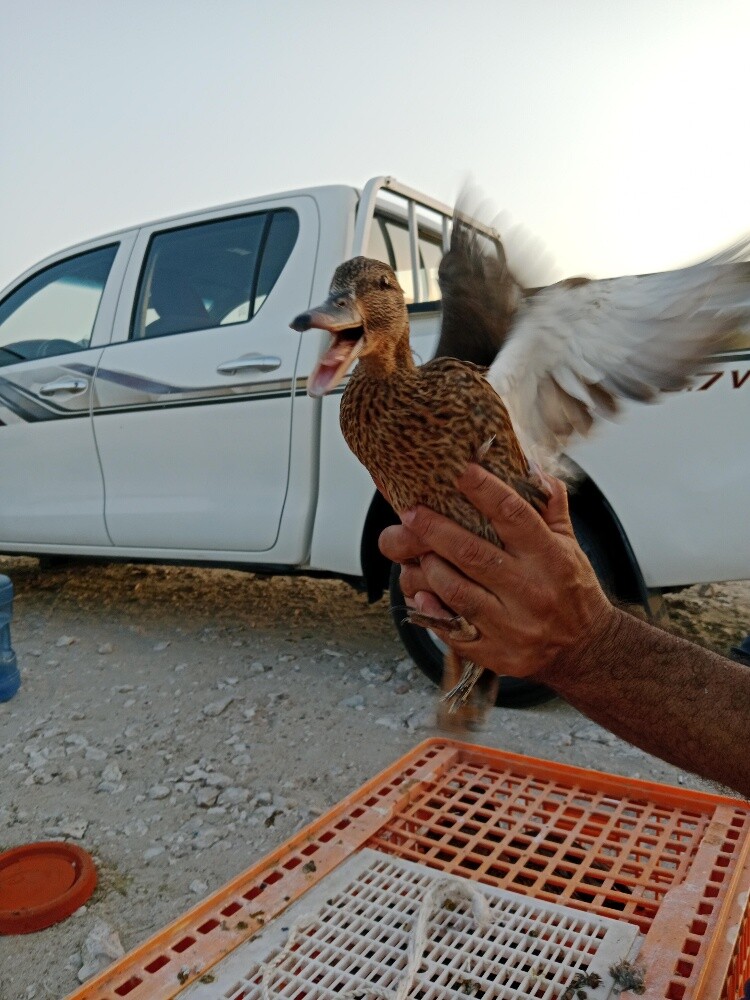 حمام قوي جوز 34 - 1