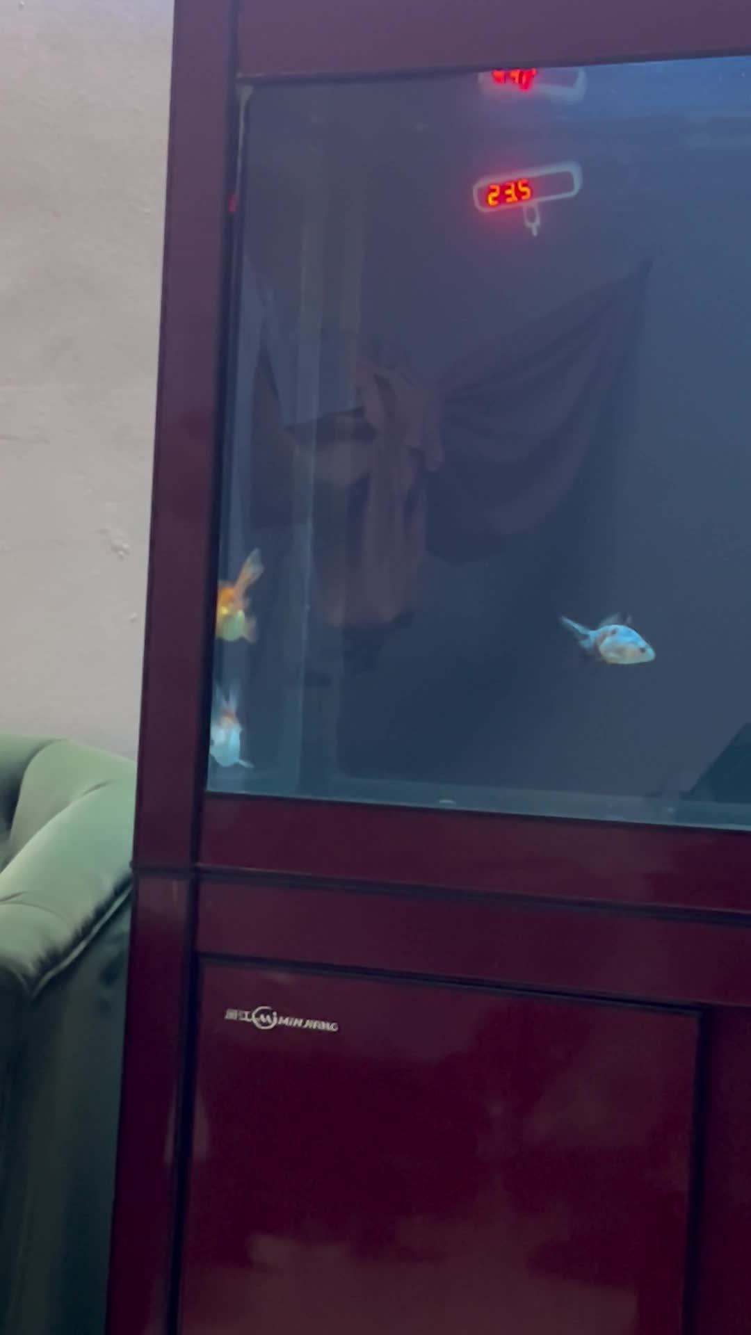 goldfish  - 1