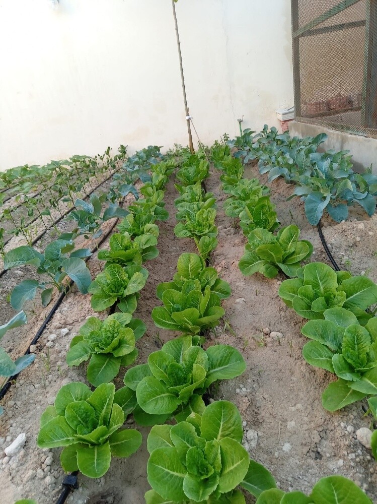 زراعه خضروات - 2