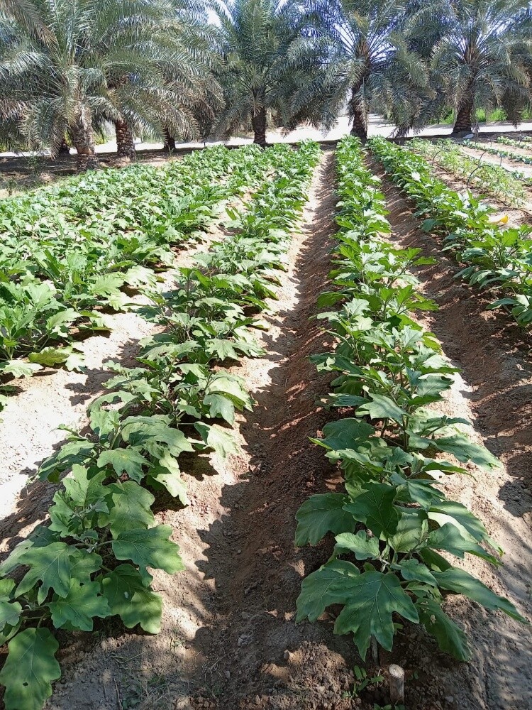 زراعه خضروات - 1