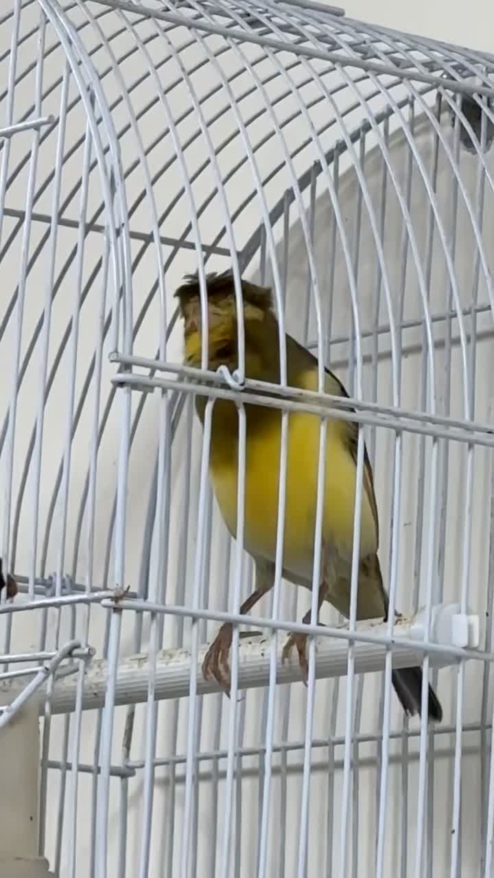 ذكر كناري مغررد - 1