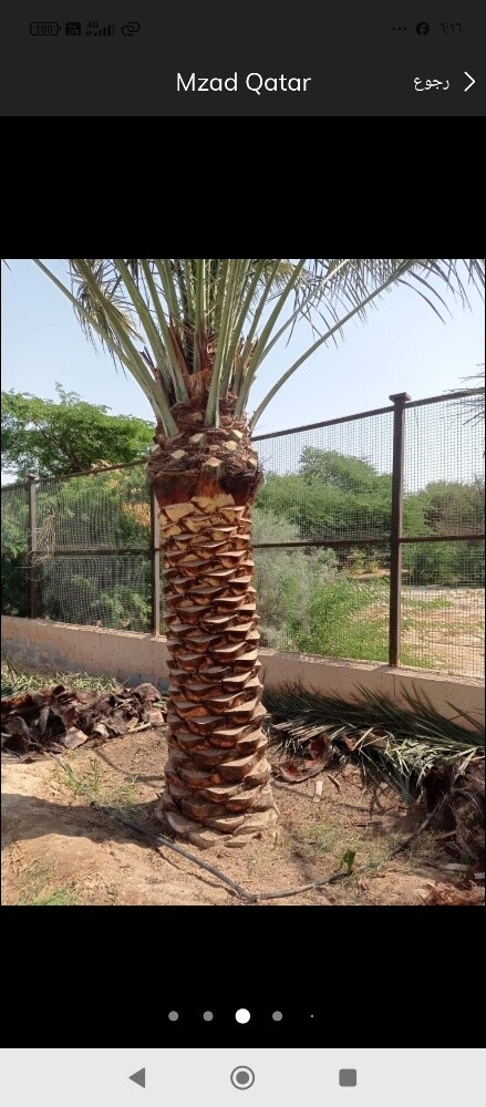 النخيل تنظيف وتسميد - 4