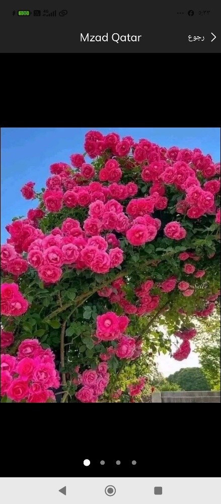 النخيل تنظيف وتسميد - 2
